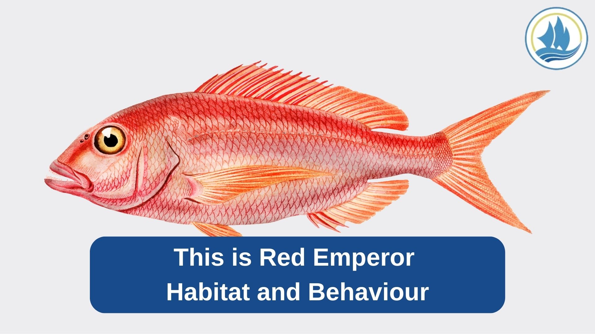 This Is Red Emperor Habitat and Behaviour